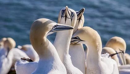 乌军步兵战车为躲俄无人机慌乱倒车，跌落士兵遭碾轧，画面曝光