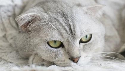 爱犬被毒死 宠物主人追凶900天