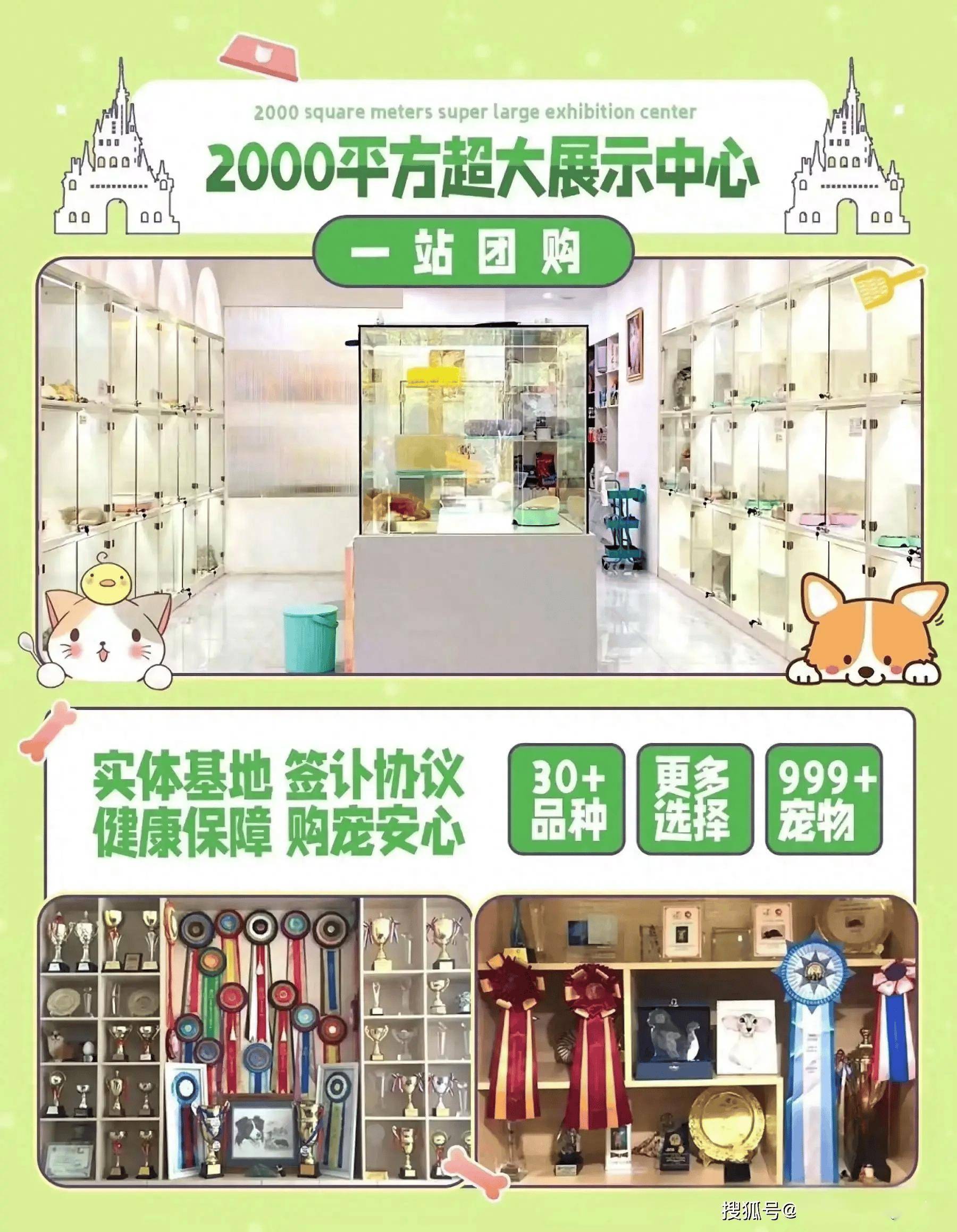 苏州买小体狗狗去哪里买