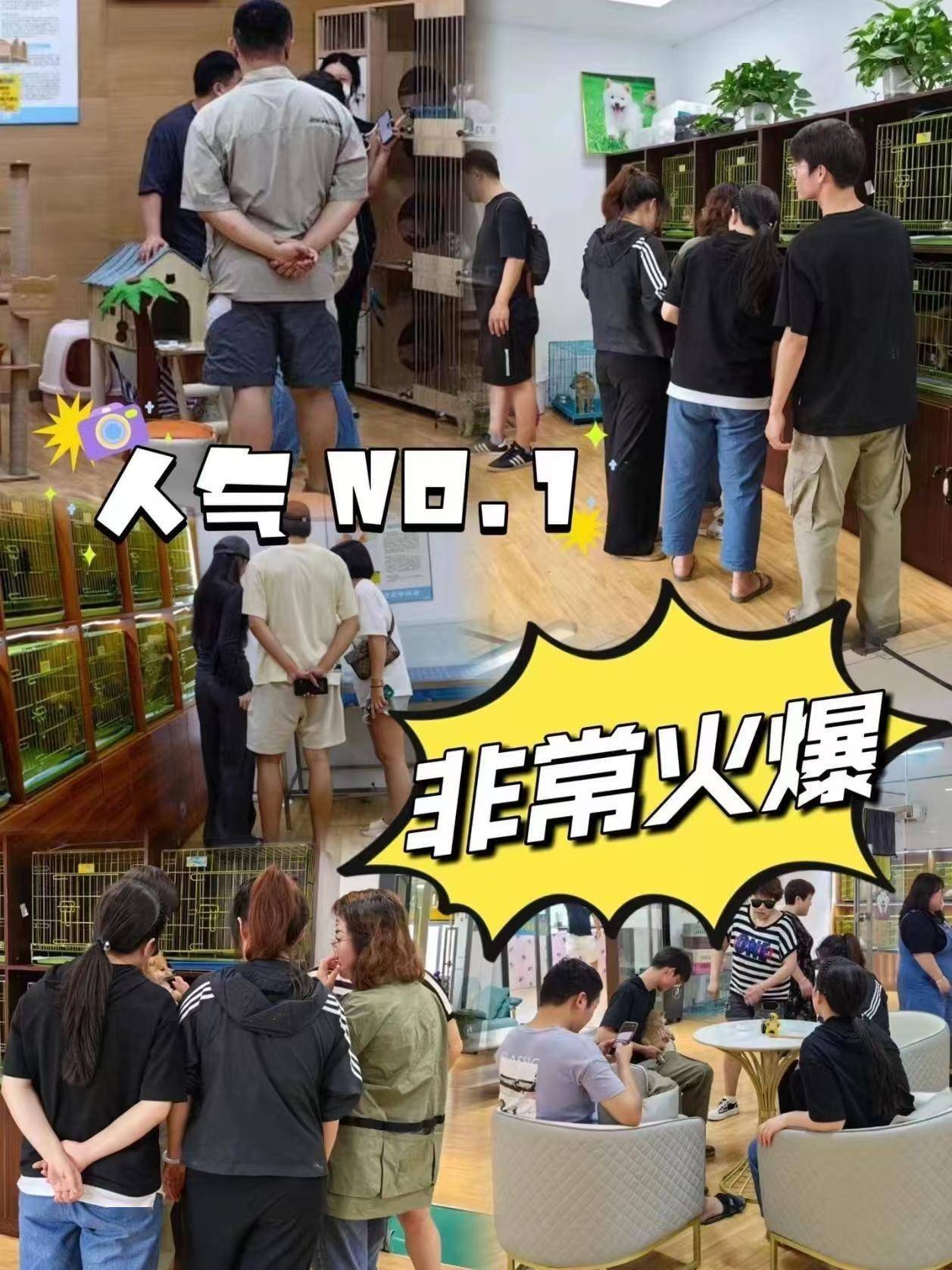 苏州买小体狗狗去哪里买