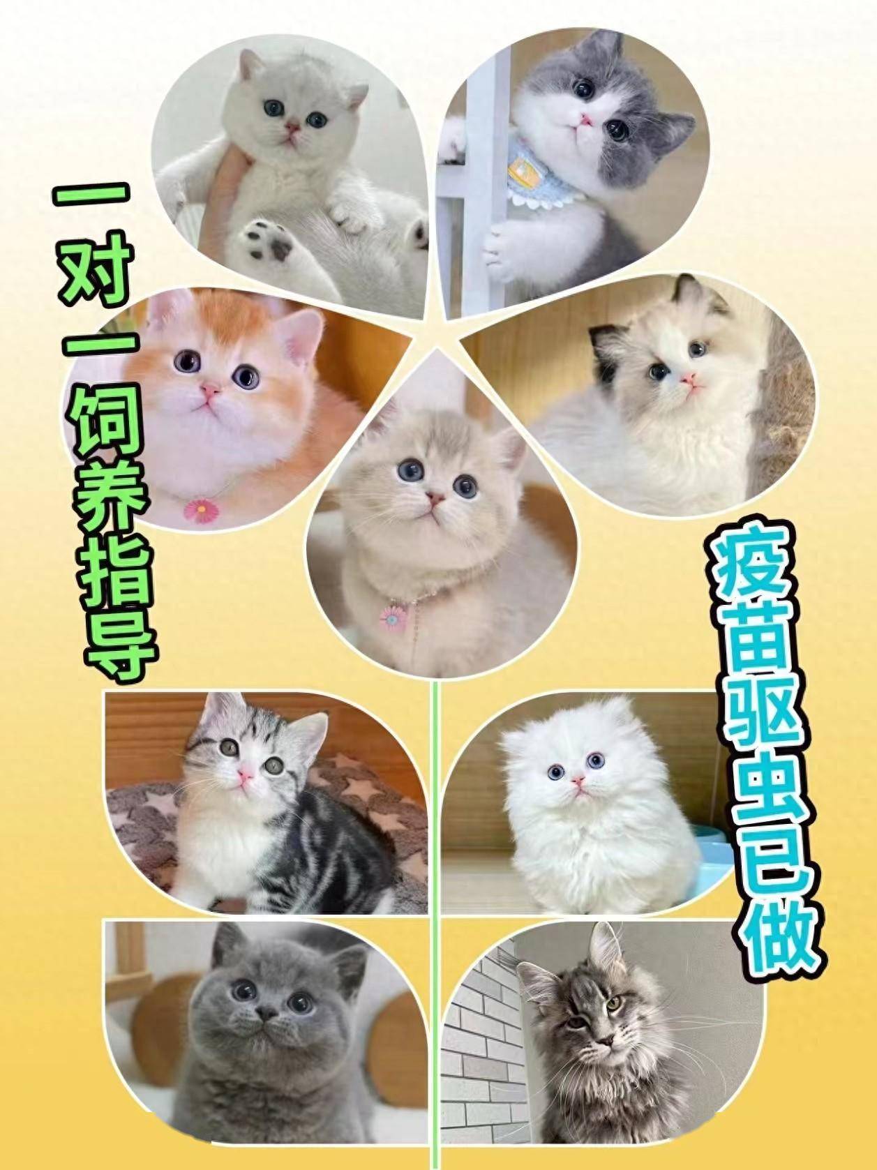 苏州去哪里买狗狗，哪里有狗狗卖