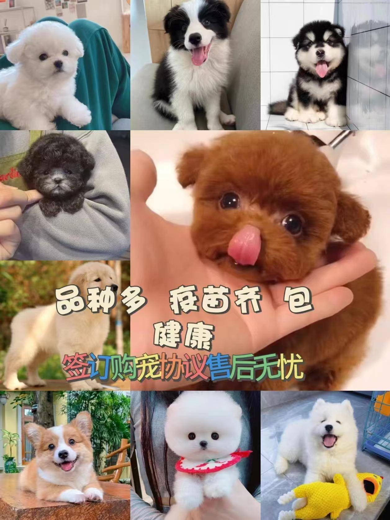 苏州去哪里买狗狗，哪里有狗狗卖
