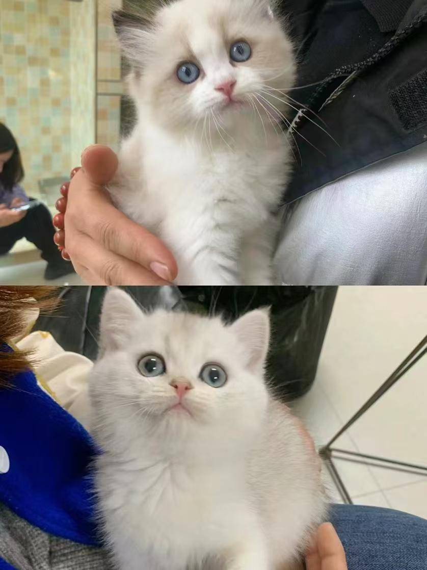 苏州去哪里买狗狗，哪里有狗狗卖
