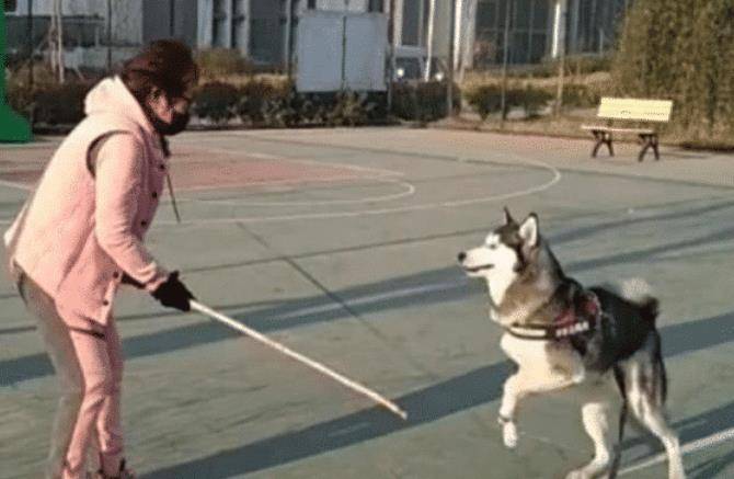 主人打狗狗，为什么狗狗不会反击？兽医：你在狗眼中其实是这样的