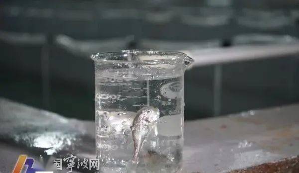 产能翻了18倍！又一条鱼实现全人工繁育，人工养殖又近了一步