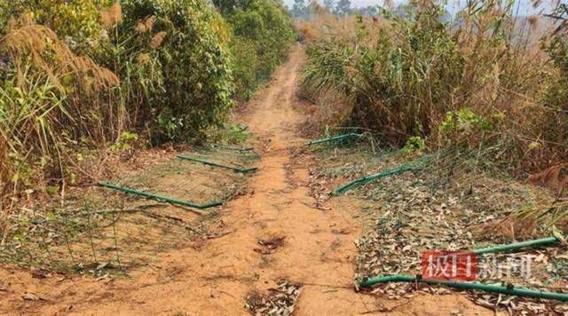 云南普洱一果园屡遭野象群破坏，“十多头一来一整天”，林草局回应