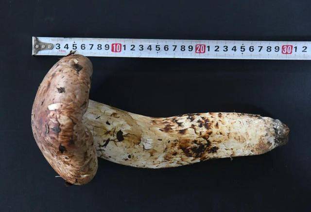 640克、长31厘米,丽江又现“松茸王”一朵卖了1600元