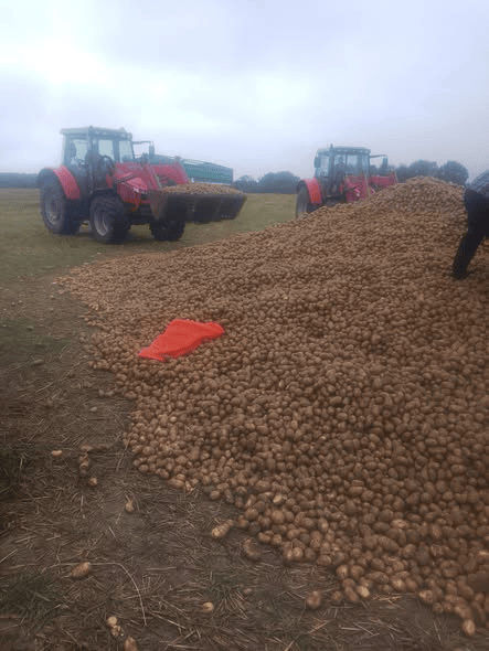 波兰68岁农民收获的150吨土豆被一夜搬空, 只因帖子遭篡改