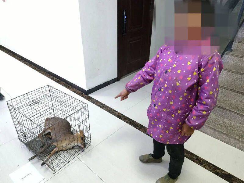 台州女子私自放置捕兽夹,夹住一只“三有”动物黄麂,并致其死亡!警方:已被刑拘
