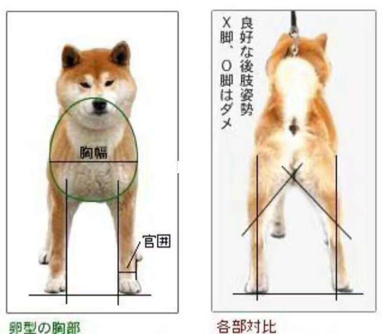 柴犬币跟狗狗币有什么区别(柴犬币跟狗狗币有什么区别呢)