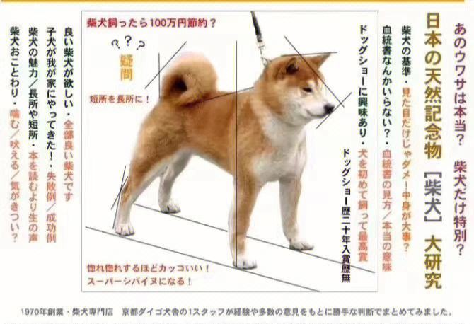 柴犬币跟狗狗币有什么区别(柴犬币跟狗狗币有什么区别呢)