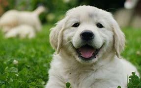 买点狗狗币放着(doge币能不能买)