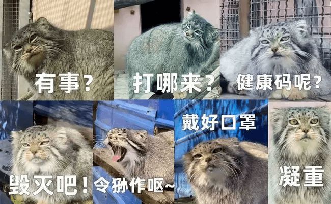 狗狗币哪一年问世(狗狗币什么时候发行价格)