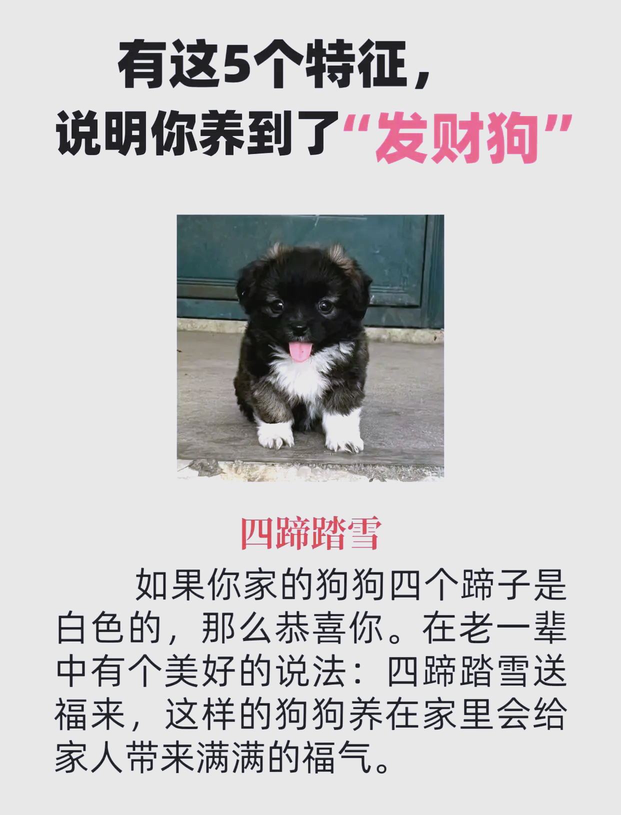 狗狗币二狗三狗(二狗币是什么意思)