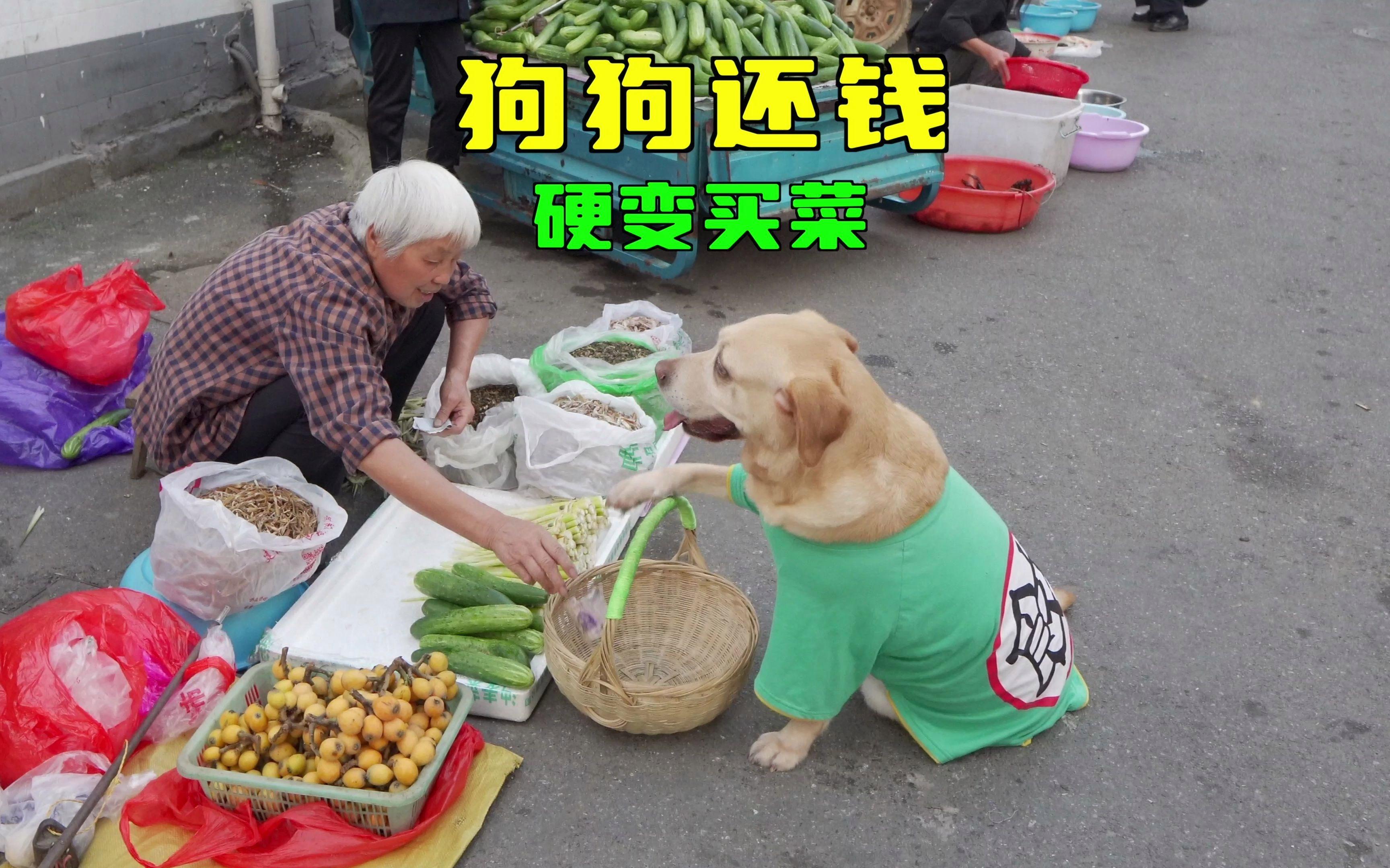 让你帮他交易狗狗币(让你帮他交易狗狗币是真的吗)